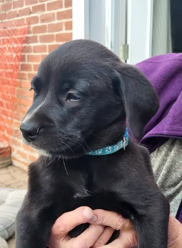 Looking for our Furever Home in Dogs & Puppies for Rehoming in Owen Sound - Image 7