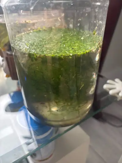 For sale is a healthy jar of duckweed and Java moss, perfect for aquariums, providing excellent shel...