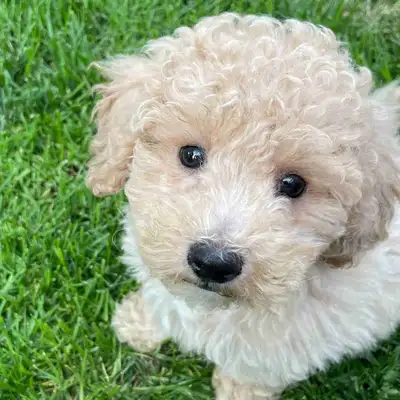 Adorable Male and Female Bichonpoo puppies. Bichon mom and poodle dad. Approx 8-10 lbs full grown. H...