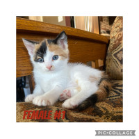 Adorable Calico Kittens looking for new homes