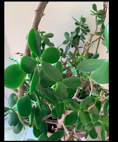 Beautiful Jade bonsai money tree, gorgeous mature trunk approximately 20cm circumference, 30 years o...