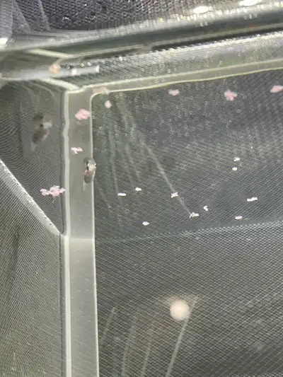 I have 3 baby Molly fish born 3 weeks afo, 2$ each. Pick in st Thomas or delivery for a additional f...