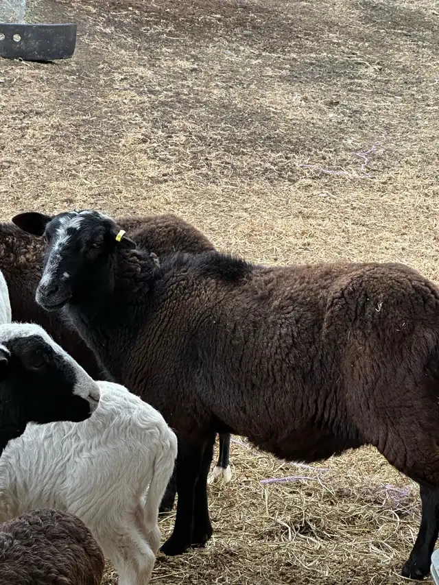 painted desert ewes  in Livestock in Vernon - Image 9