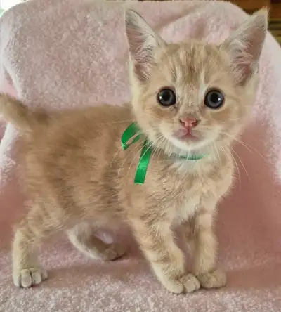 MAGNIFIQUE PETIT CHATON MÂLE , View more