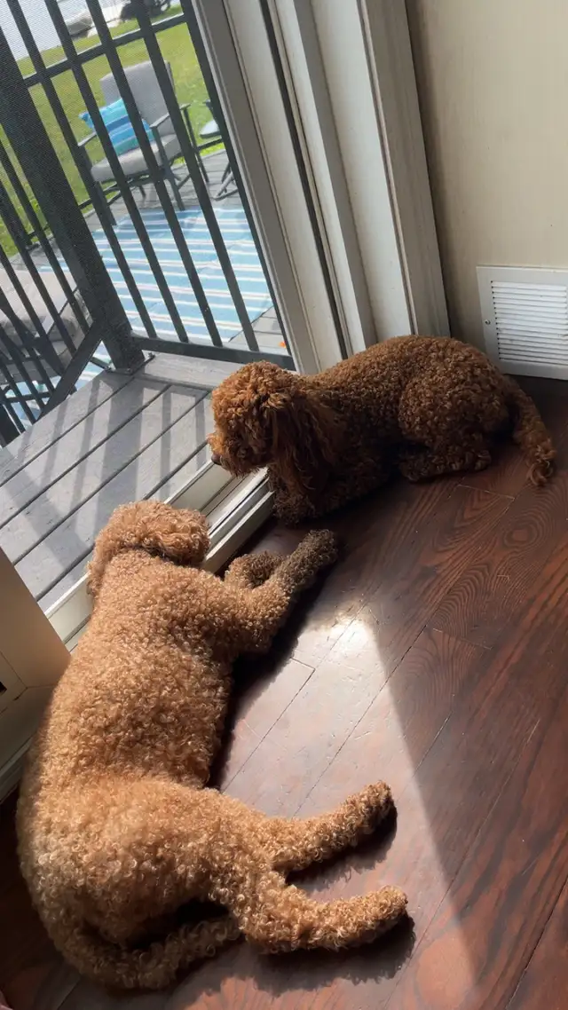 Poodle miniature caniche | Dogs & Puppies for Rehoming | Moncton | Free ...