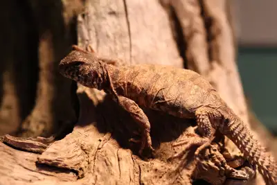 Uromastix Ornatus. Eating well, active and everything you could expect from a beautiful Uromastix. N...