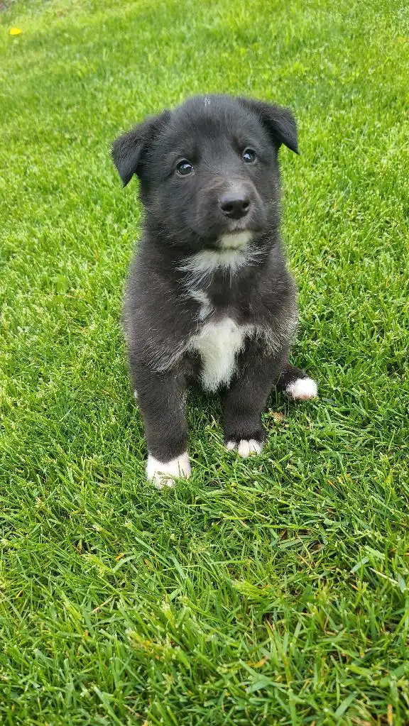 Bernese Golden Retriever Puppies in Dogs & Puppies for Rehoming in City of Toronto - Image 3