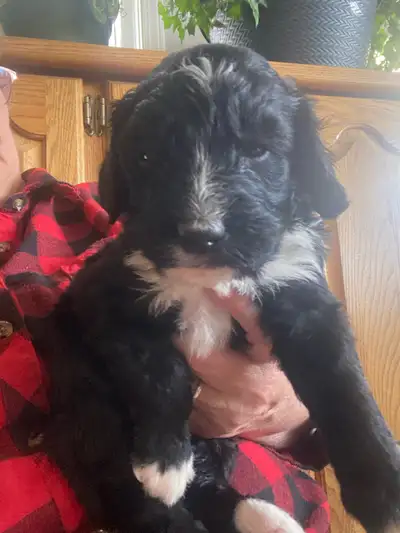 4 males and three females Available These beautiful Pups have the perfect mix of the calm companion...