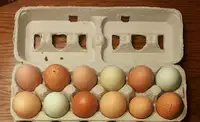 $20 per dozen. Fertile Chicken Eggs for hatching . 