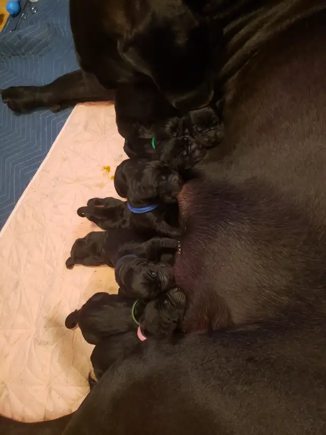 CKC Registered Great Dane Puppies in Dogs & Puppies for Rehoming in City of Toronto - Image 4