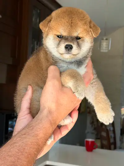 Chiots Shiba inu pure race, View more