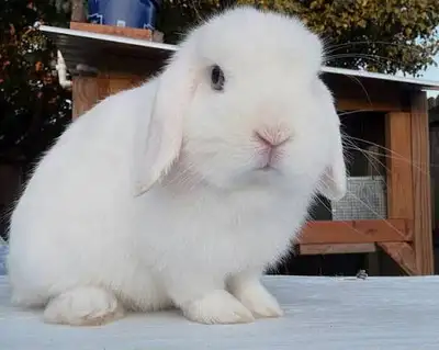 Blue Eye White Holland Lop Bunny, View more