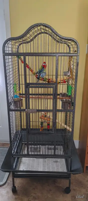We are looking to rehome our beautiful Eastern Rosella Parrot. We do not know his exact age, but is...