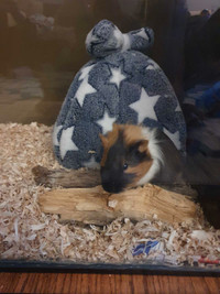 Guinea pig male for rehoming with accessories