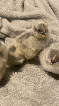 Lavender Orpington Chicks 
