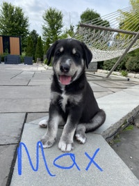 Husky Lab Cross Puppies