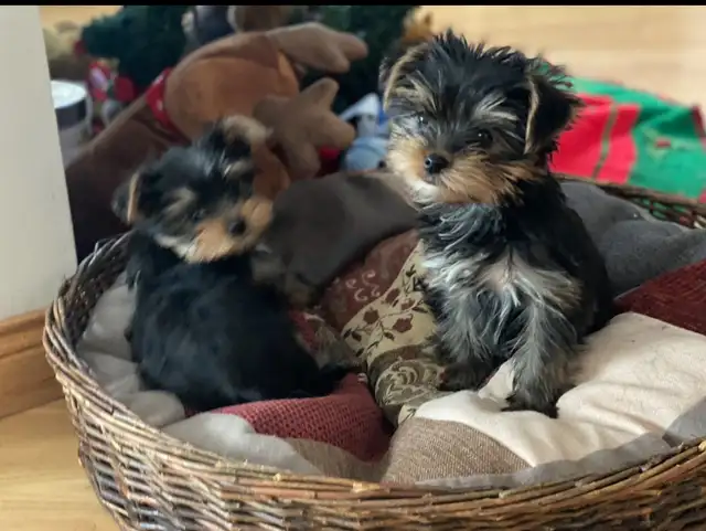 HIGH QUALITY MINIATURE YORKIE PUPPIES in Dogs & Puppies for Rehoming in City of Toronto - Image 9