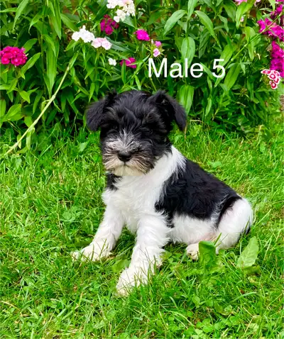 Miniature Schnauzer puppies, View more