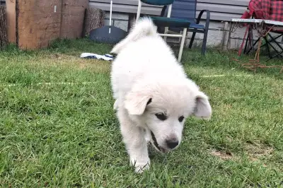 3 left! Great Pyrenees Puppies Available – $300 Each, View more