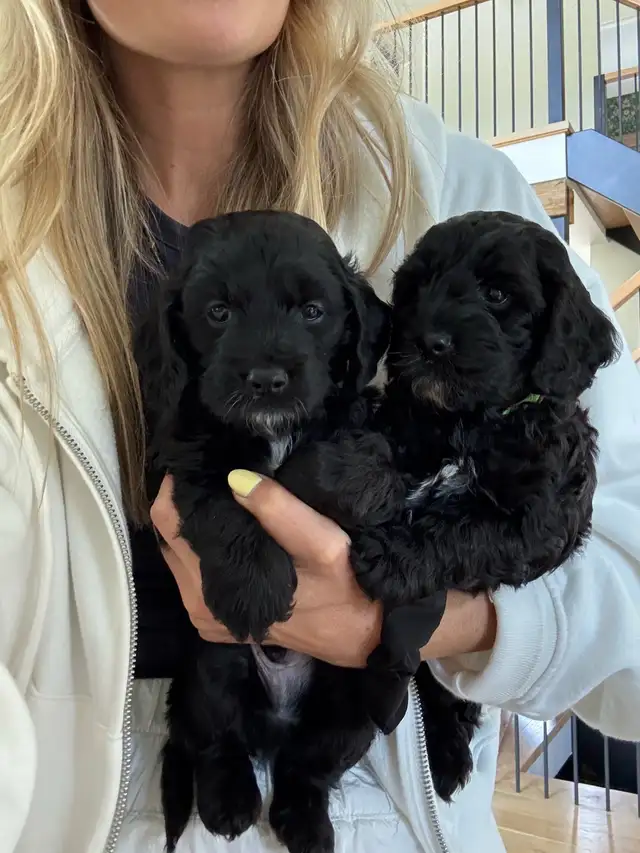 Cockapoo Puppies — Family Raised! 1 Pup Available in Dogs & Puppies for Rehoming in Kitchener / Waterloo - Image 10