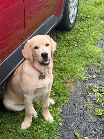 lab mix looking for home, View more