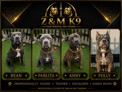 ⭐ Skip the Puppy Stage! Trained & Socialized Dogs ⭐, View more