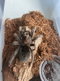 Grammostola Pulchra Tarantula