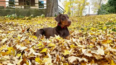 Female Doberman with Small GPS MIX, View more