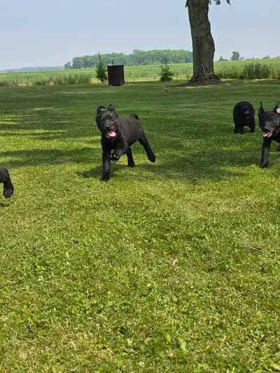 Pure Bred Black Labs, View more
