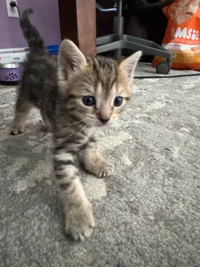Kittens for Rehomming , View more