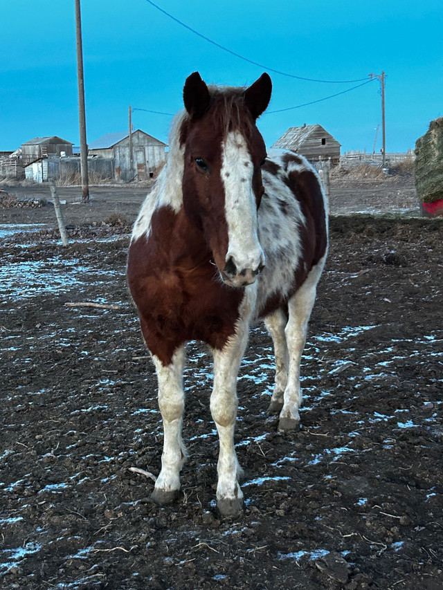 7yr old Project  in Horses & Ponies for Rehoming in Lethbridge - Image 2