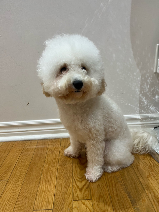 Miniature Poodle in Dogs & Puppies for Rehoming in City of Toronto - Image 3