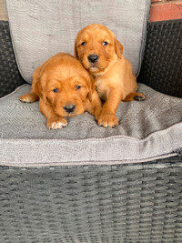 Red Retriever Puppies For Sale $950 today!