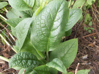 COMFREY--CROWN/ROOT CUTTINGS-THE MOST USEFUL GARDEN PLANT!!