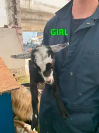 Miniature/Fainter Goat Kids