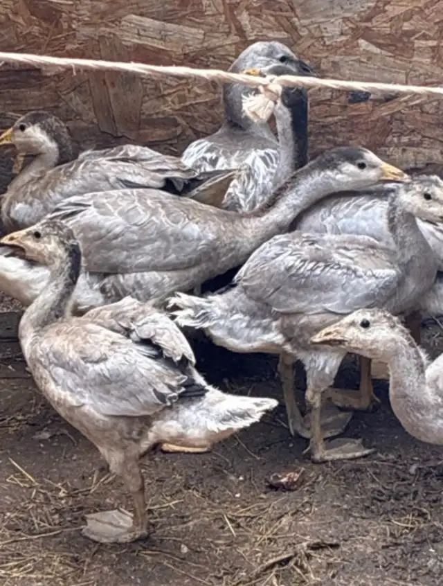 Exotic waterfowl in Livestock in Owen Sound - Image 6