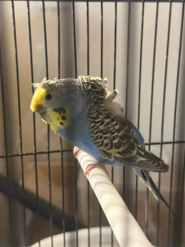 hagoromo budgie in Birds for Rehoming in Saskatoon - Image 3