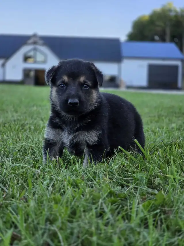 German Shepherd Puppies in Dogs & Puppies for Rehoming in Oakville / Halton Region - Image 5