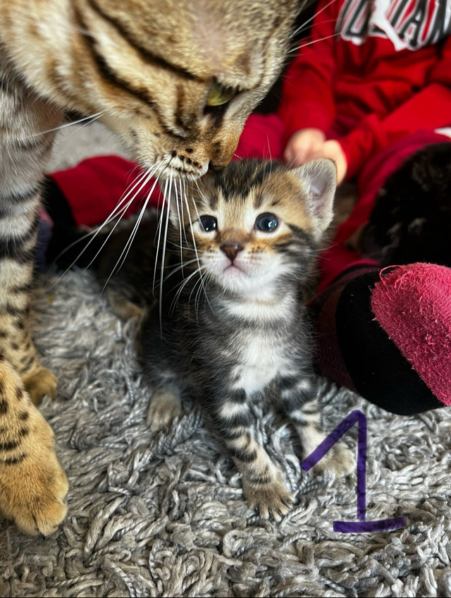 Mixed Bengal Kittens For Sale in Cats & Kittens for Rehoming in Kitchener / Waterloo - Image 2