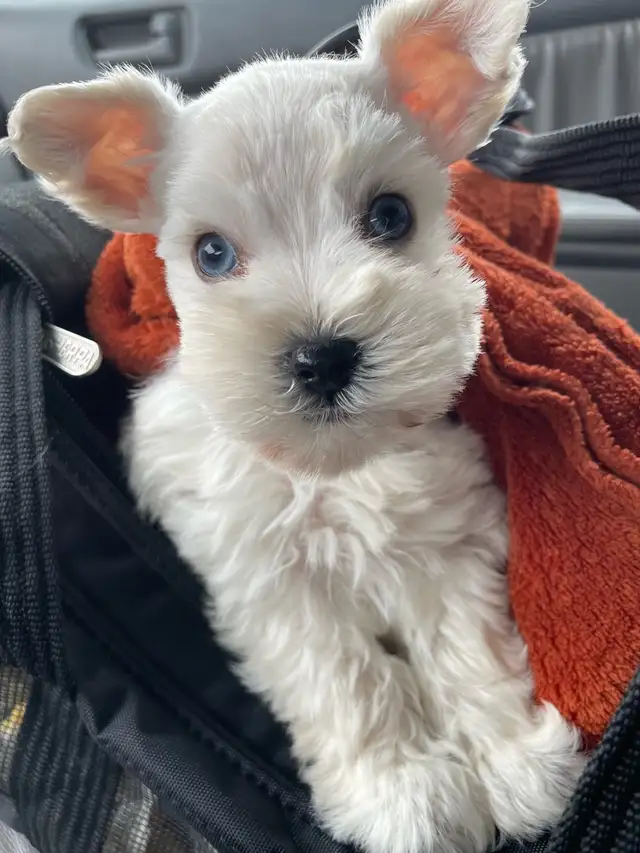 Rare**BLUE EYED** Male Toy Schnauzer in Dogs & Puppies for Rehoming in London - Image 9