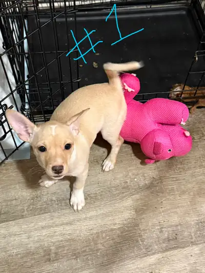 Chihuahua Miniature Pincer Mix Puppies, View more