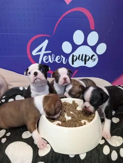 We have beautiful litters of black Boston terrier puppies and another litter of red pups looking for...