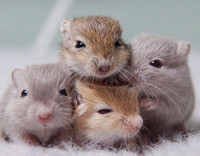 Beautiful, Healthy, Ethically Bred Gerbils for Sale