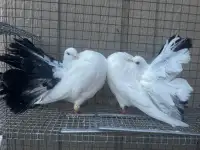 Fantail pigeon pair