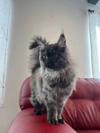 High quality tica registered Maine Coon kittens 