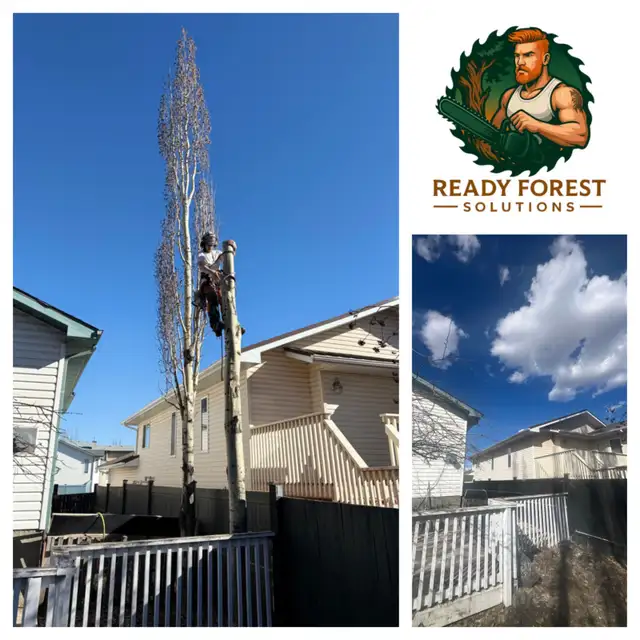 Certified BC Faller | Professional Tree Removal Edmonton