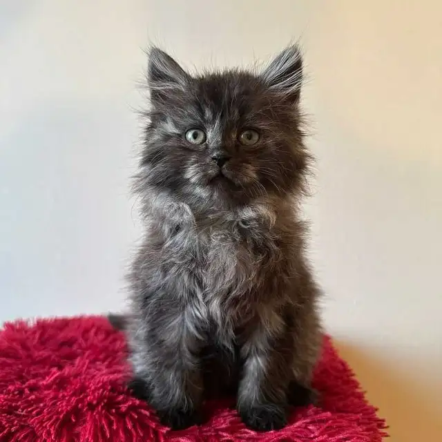 Vaccinated Siberian kitten