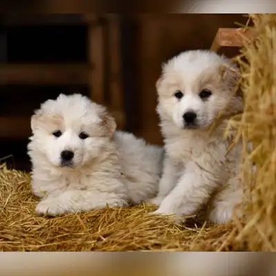 These adorable Great Pyrenees puppies are looking for their forever homes! They are currently 7 week...