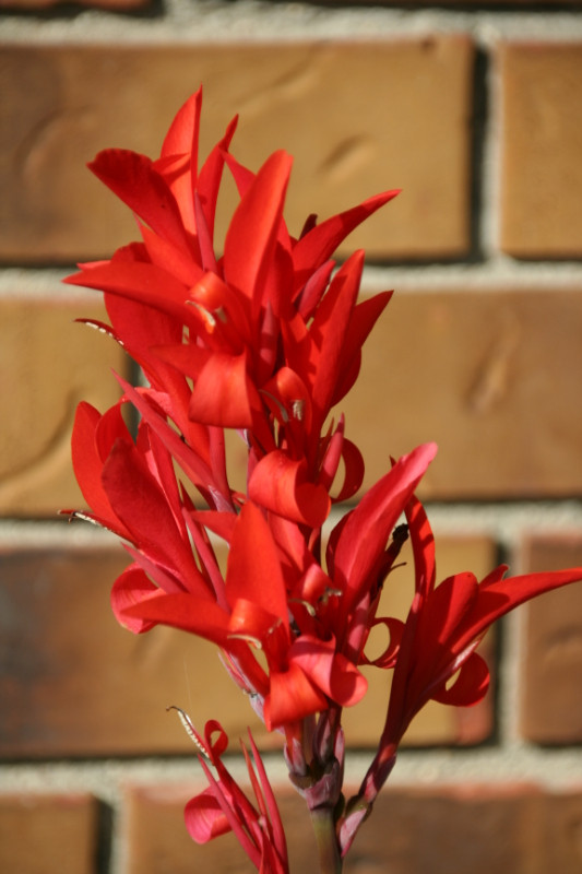 CANNA LILLY BULBS w RED Flowers 10 for $20 also other SEEDS ave. in Plants, Fertilizer & Soil in Winnipeg - Image 3