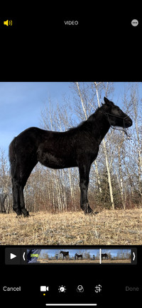 Percheron colt